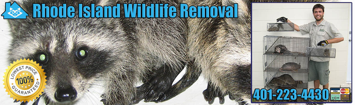 Providence Wildlife and Animal Removal