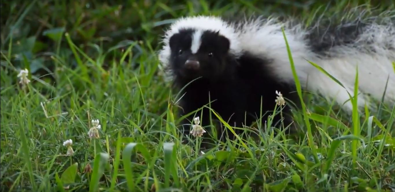 Are Skunks Dangerous to Pets?